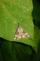 Hypena obsitalis