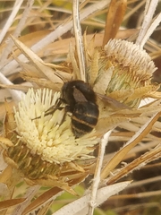 Amegilla quadrifasciata maderae