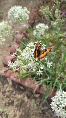 Chlosyne californica