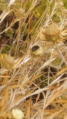 Amegilla quadrifasciata maderae