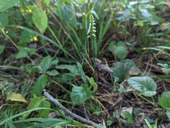 Spiranthes ovalis erostellata