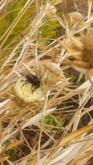 Amegilla quadrifasciata maderae