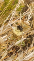 Amegilla quadrifasciata maderae