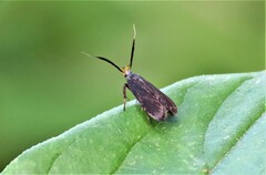 Dichomeris nonstrigella