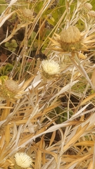 Amegilla quadrifasciata maderae