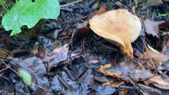 Lactarius xanthogalactus