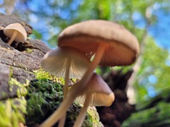 Mycena galericulata