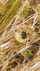 Amegilla quadrifasciata maderae