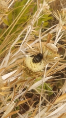 Amegilla quadrifasciata maderae
