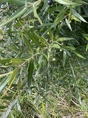 Olea europaea cuspidata