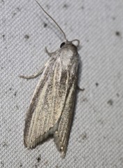 Prionopterina grammatistis