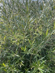 Olea europaea cuspidata