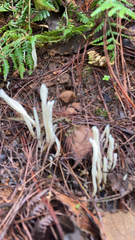 Clavaria fragilis