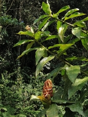 Costus