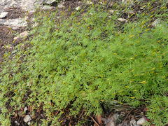 Bidens heterosperma