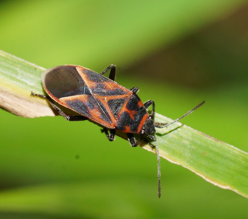 Graptostethus varipictus