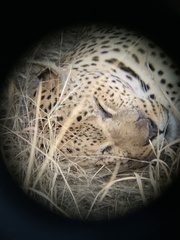 Panthera pardus pardus