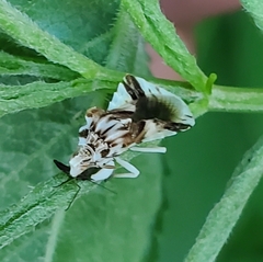 Phymata fasciata