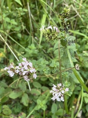 Origanum vulgare