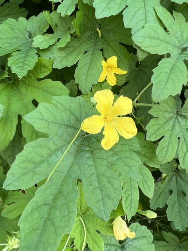 Momordica charantia