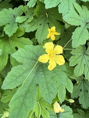 Bittermelone (Momordica charantia): Herkunft und Verwendung — Foto 3