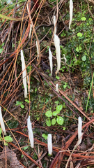 Clavaria fragilis