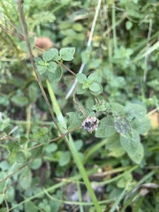 Origanum vulgare