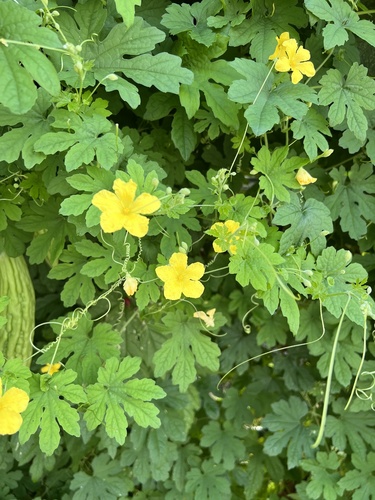 Momordica charantia