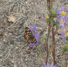 Phyciodes pulchella