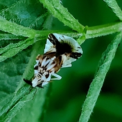 Phymata fasciata