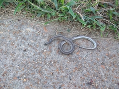 Tropidoclonion lineatum