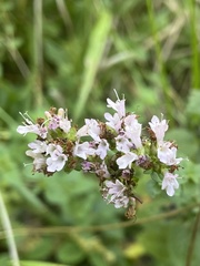 Origanum vulgare