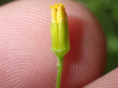 Bidens heterosperma