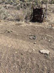 Pituophis catenifer deserticola