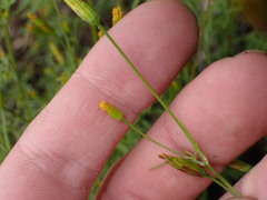 Bidens heterosperma