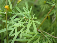 Bidens heterosperma