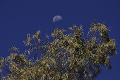 Eucalyptus camaldulensis