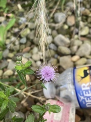 Cirsium