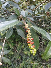 Citharexylum subflavescens