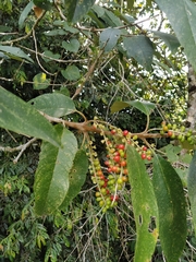 Citharexylum subflavescens