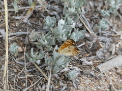 Phyciodes pulchella