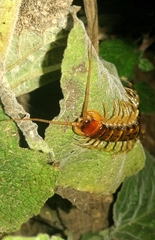 Lithobius variegatus rubriceps