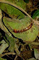 Lithobius variegatus rubriceps