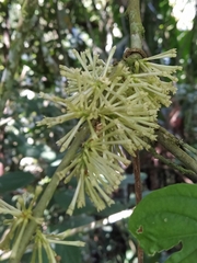 Cestrum