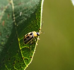 Cerotoma trifurcata