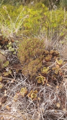 Plantago arborescens image