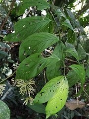 Cestrum