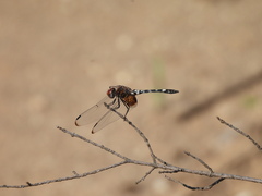 Dythemis fugax