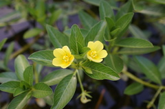 Ludwigia taiwanensis