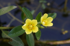 Ludwigia taiwanensis
